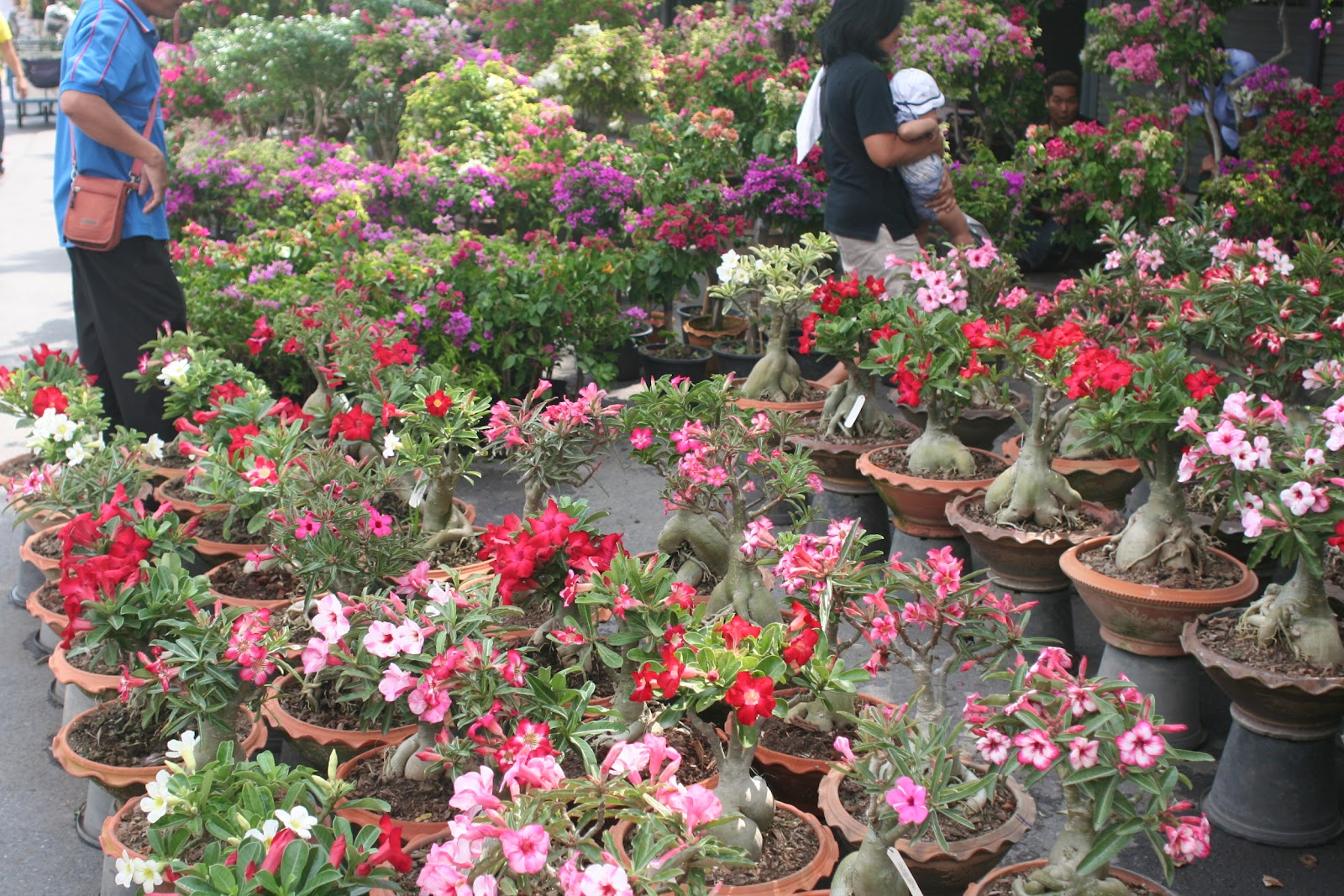 Garden Specialties at Tropical World