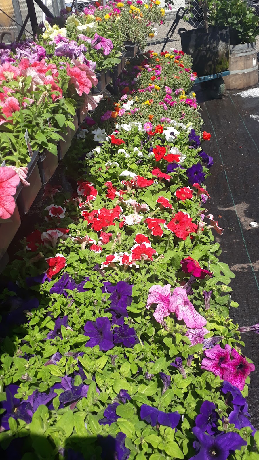 Garden Springs Garden Center