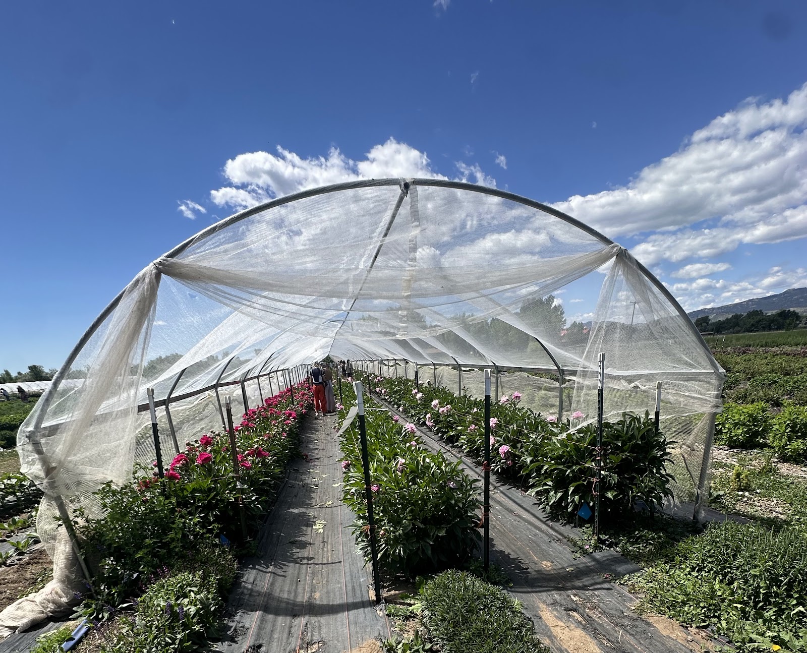 Garden Sweet