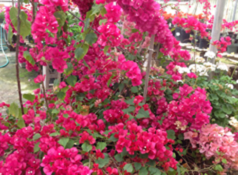 Gardener's Outlet