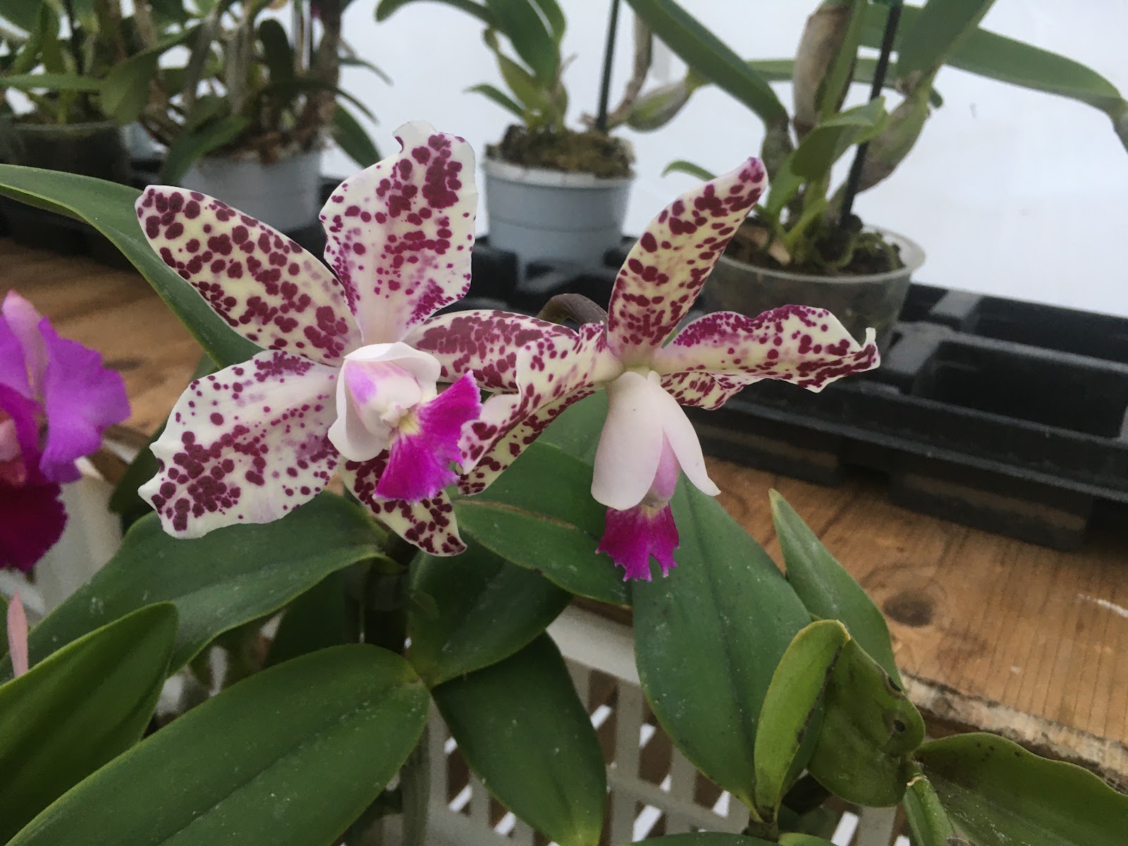Gateway Orchids
