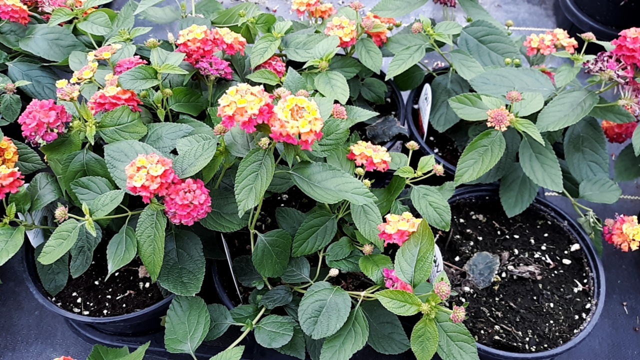 George Oelschig Greenhouses