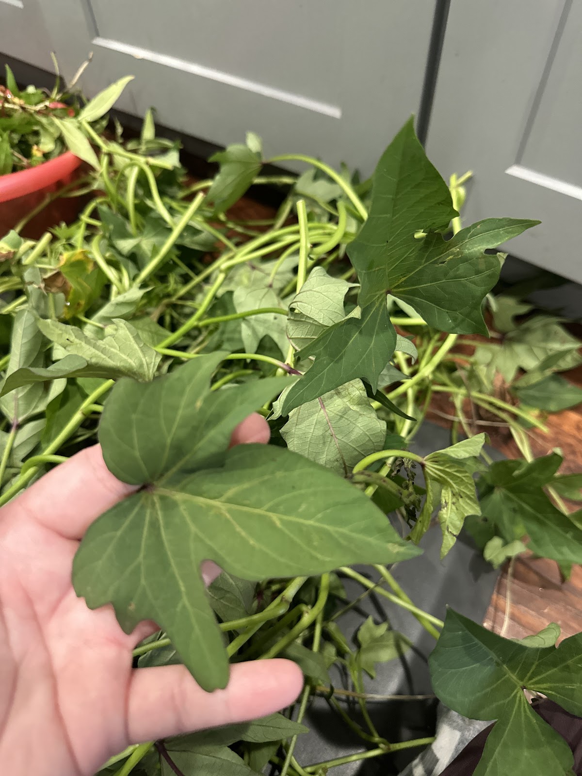 George's Plant Farm