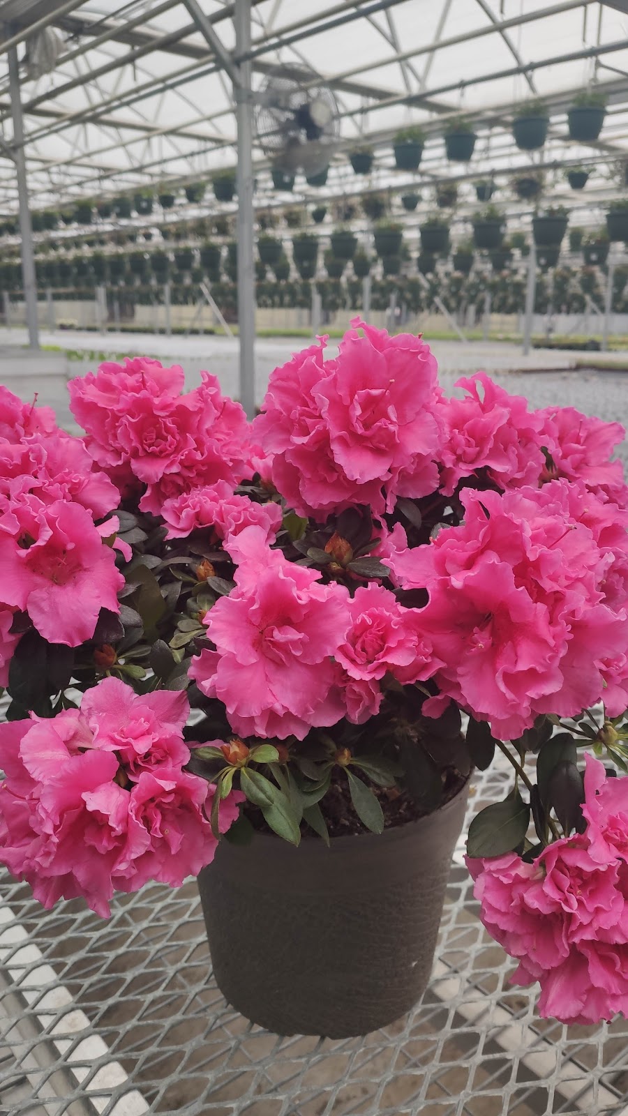 Geremia Greenhouses