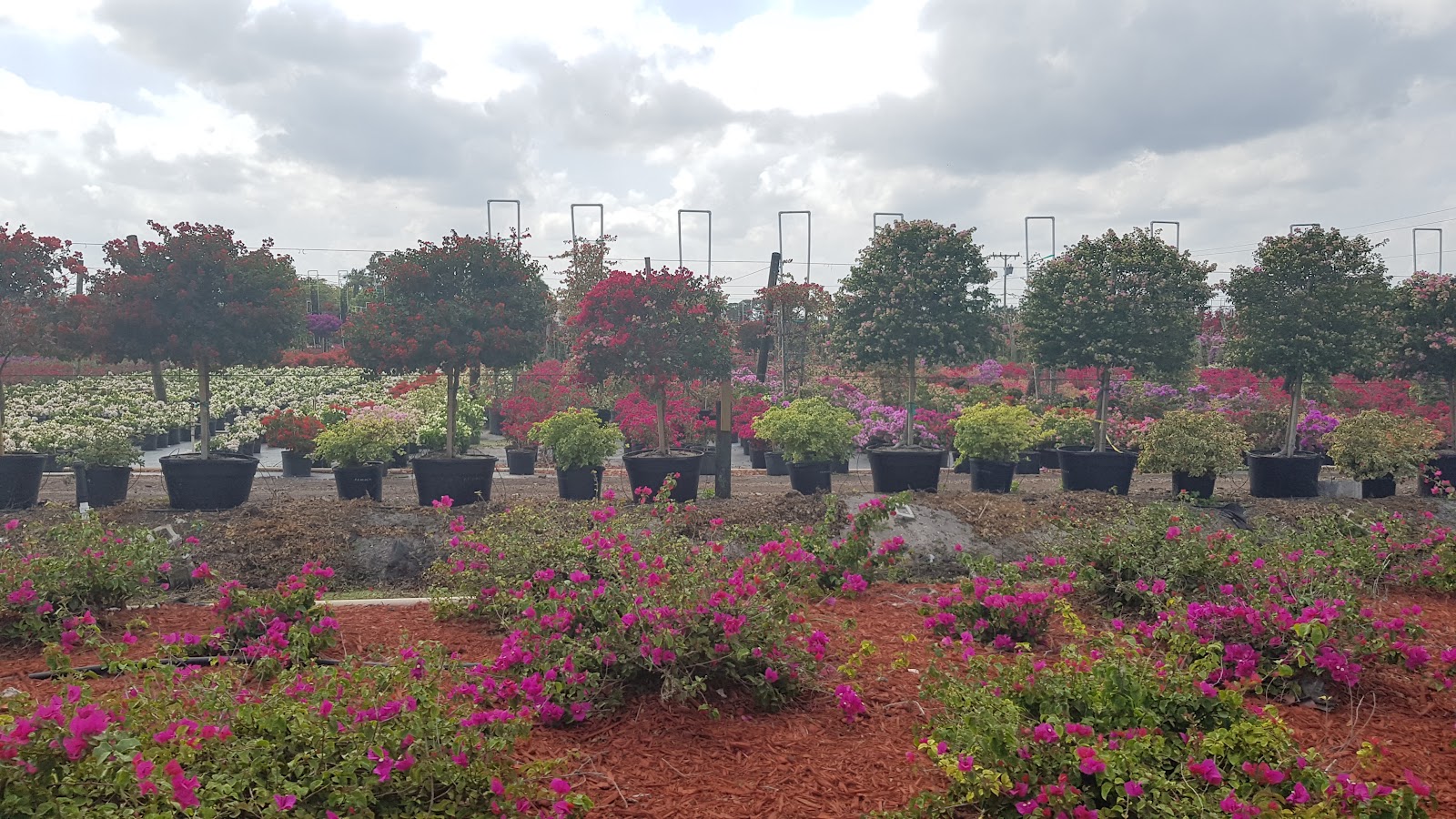 Geronimo Farms