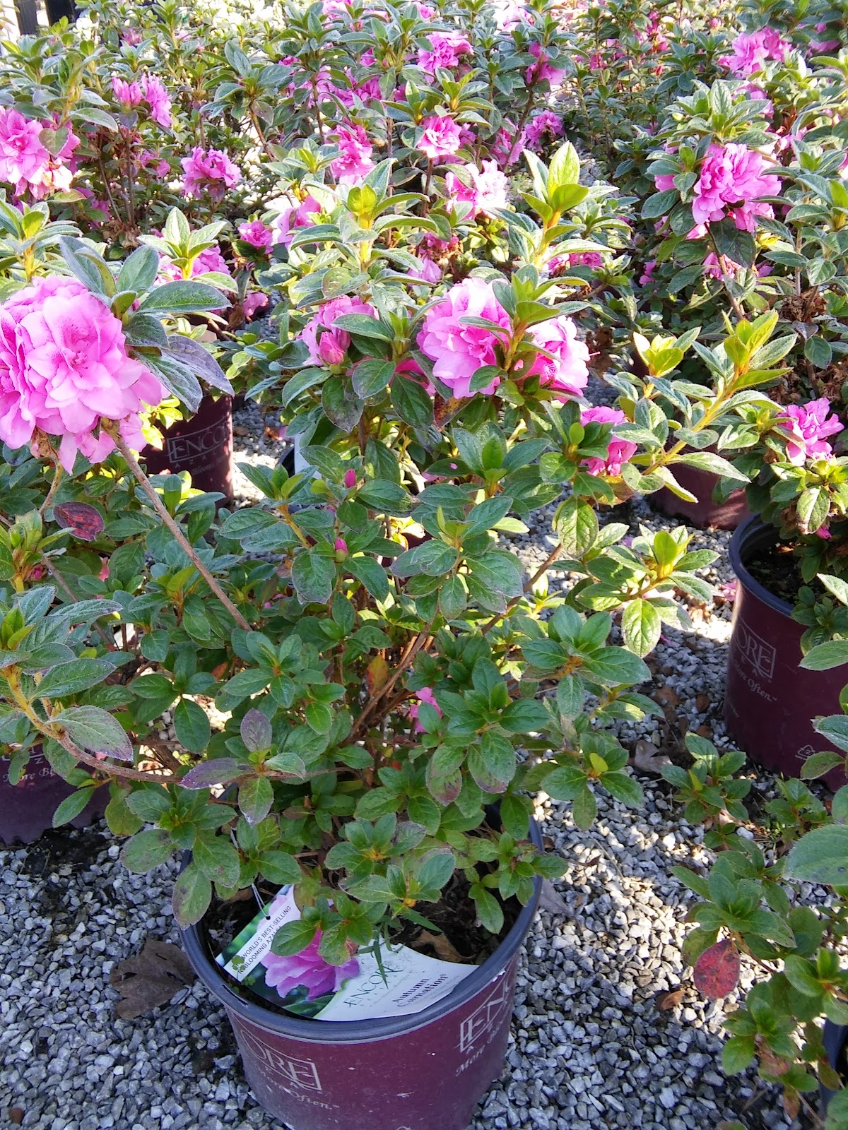 Girouard's Nursery & Greenhouses