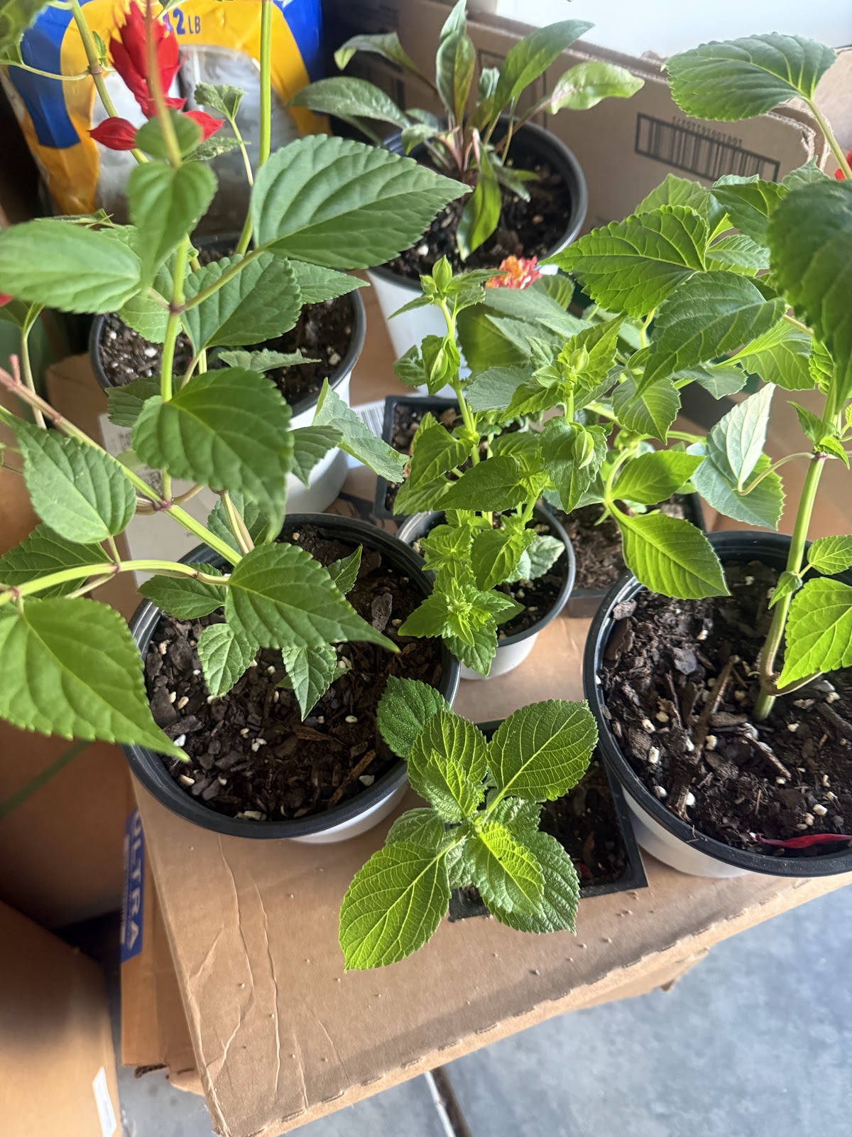 God, Gardens and GreenThumbs LLC