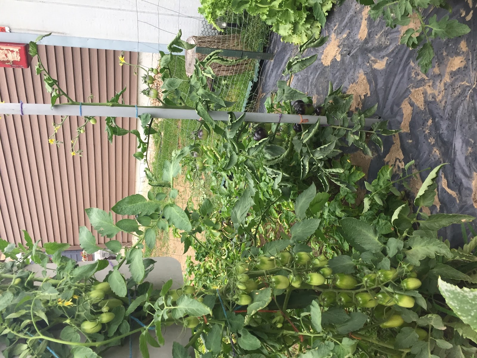 Golomb Greenhouse