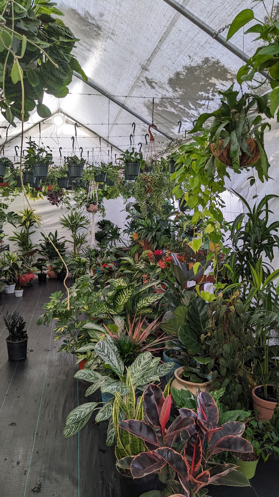 Gonzo’s Family Greenery Greenhouse