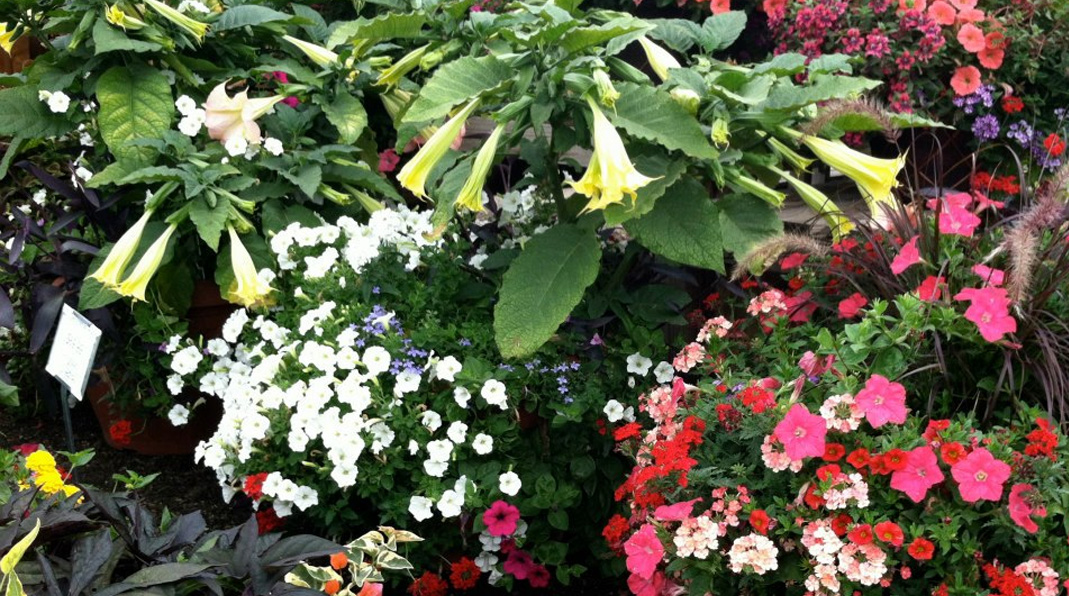 Good Earth Produce & Garden Center