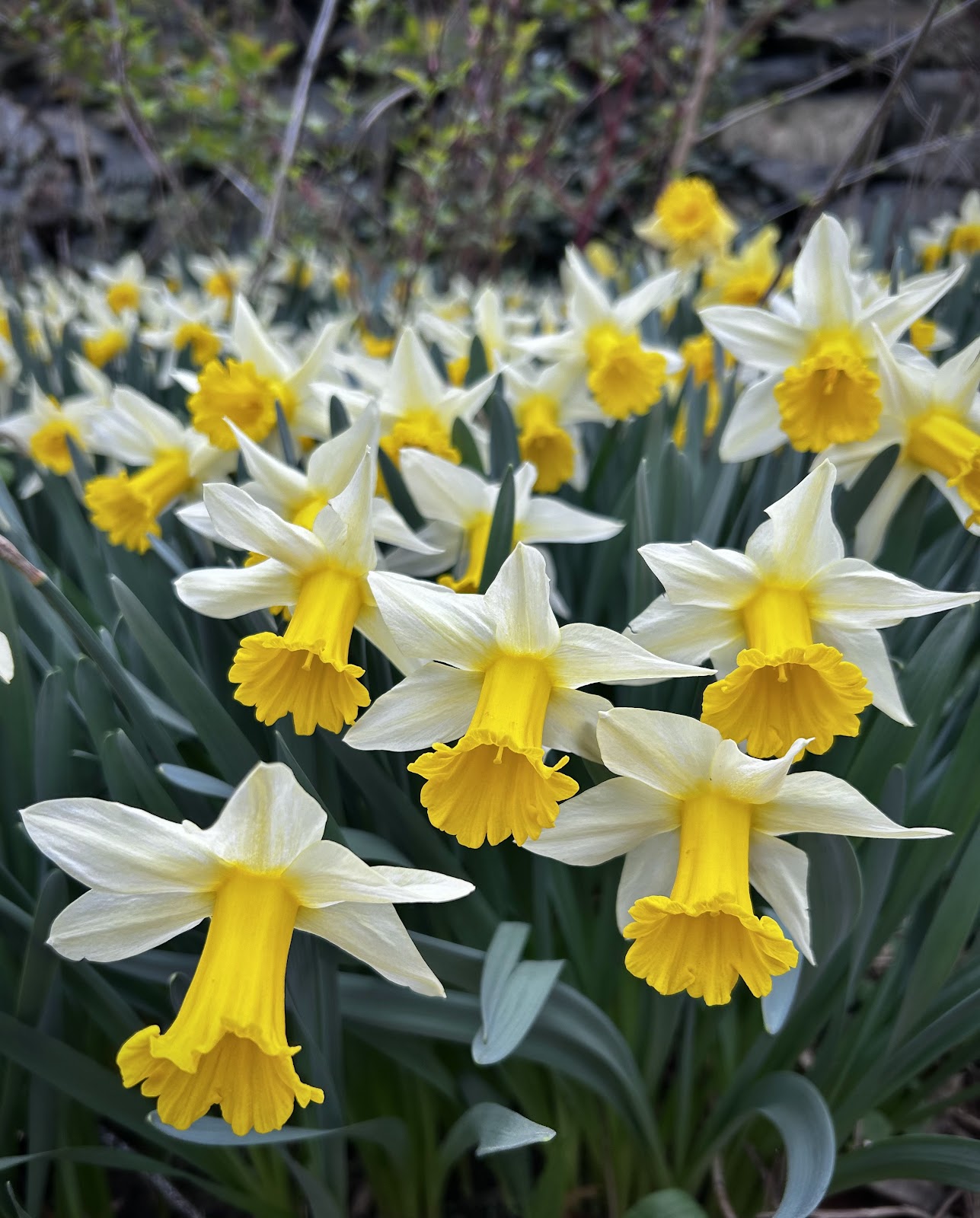 Goodstay Gardens