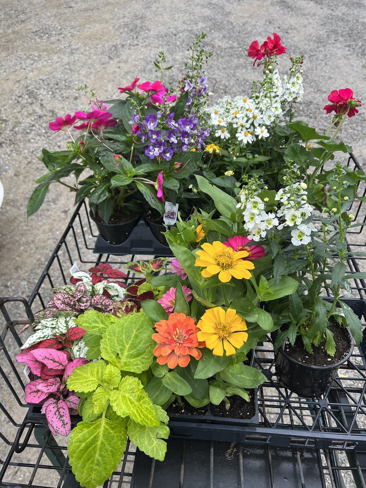 Goodwin Greenhouse