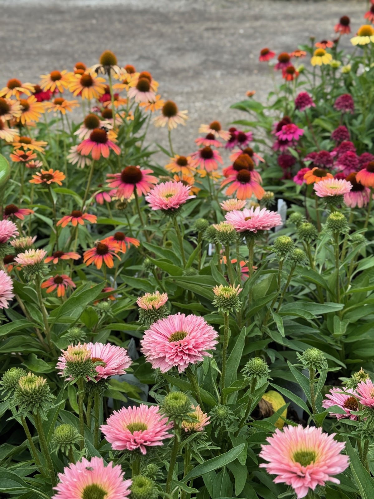 Graf's Garden Shop, Landscape and Farm Market