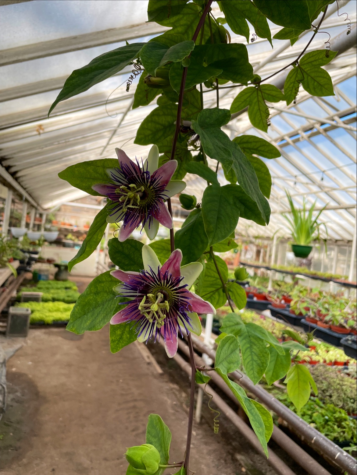 Graye's Greenhouse