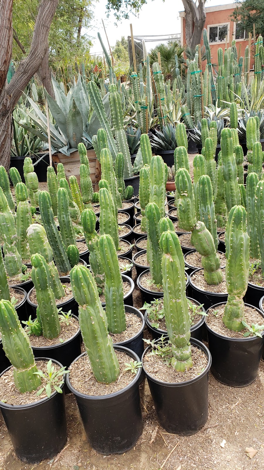 Green Desert Wholesale Tree