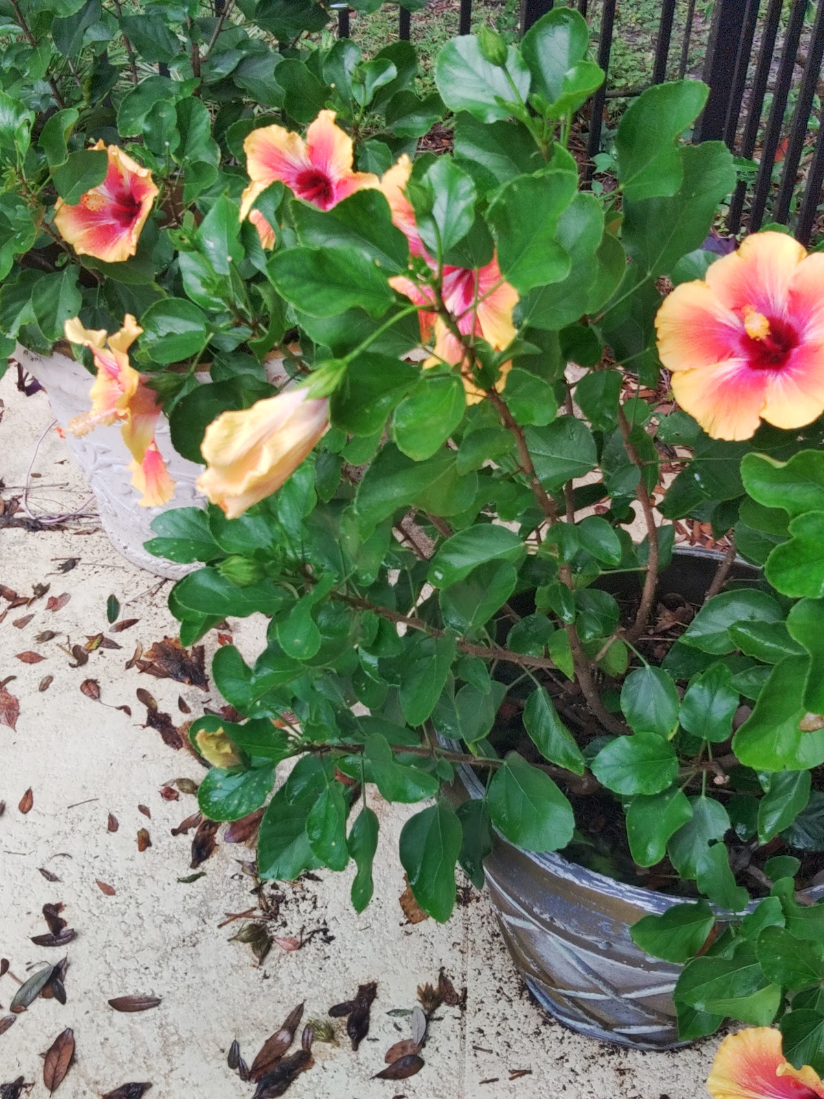 Green Goods Wholesale Nursery