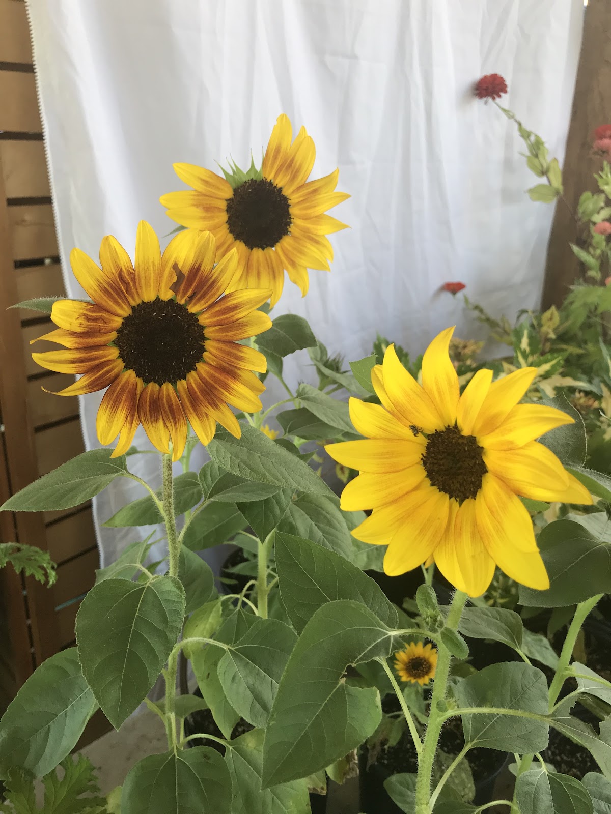 Green Market Farms & Greenhouse