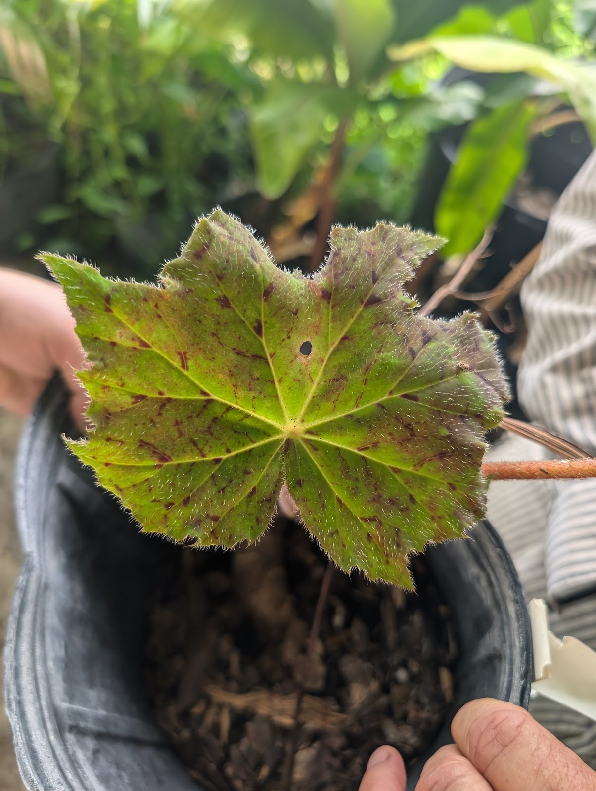 Green Market Nursery and Landscaping