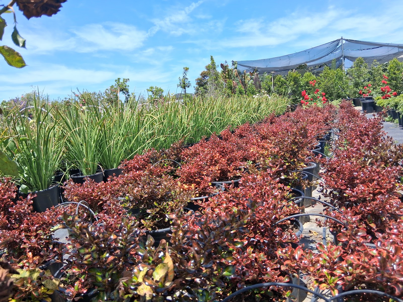 Green Picachos Nursery