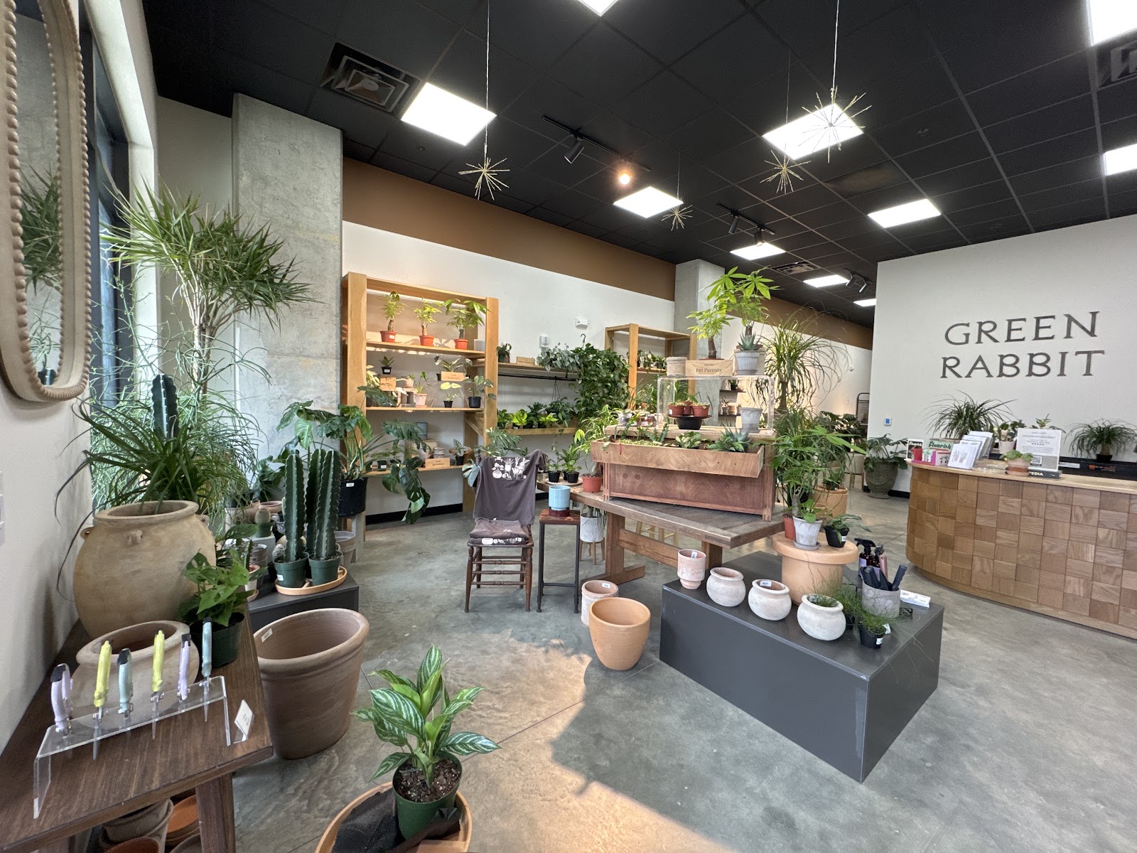 Green Rabbit Plants