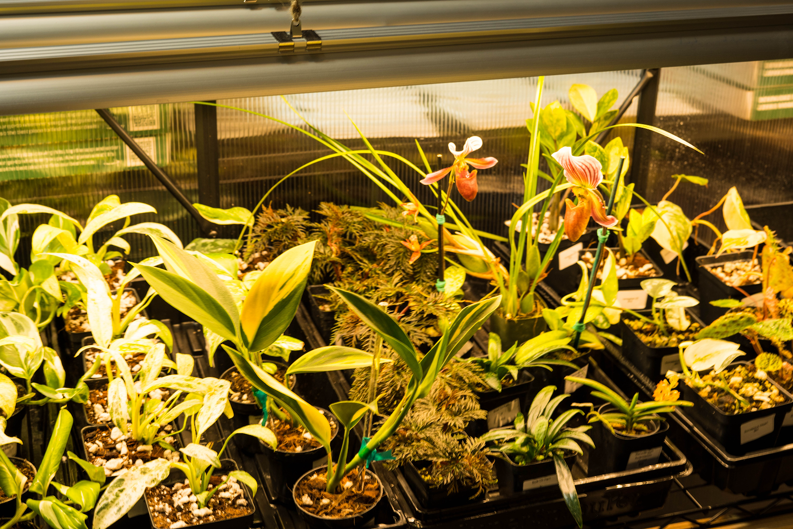 Green Room Exotics