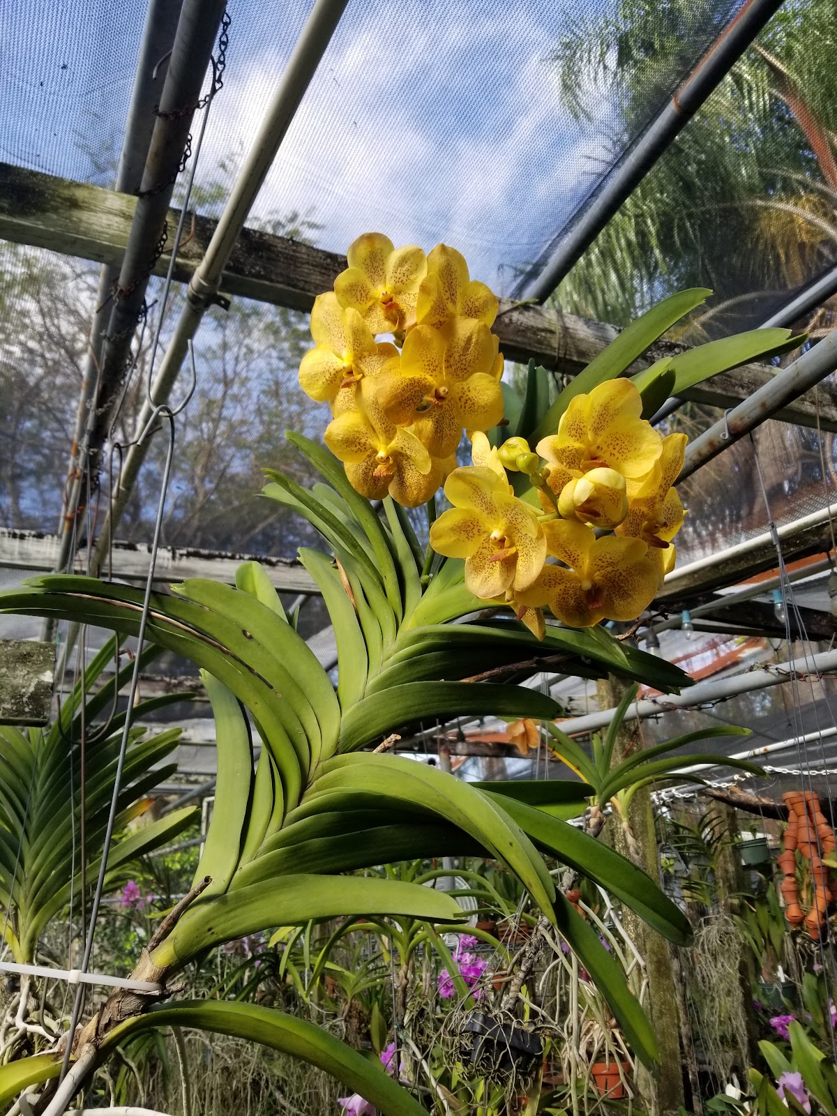 Green Valley Orchids, Inc.