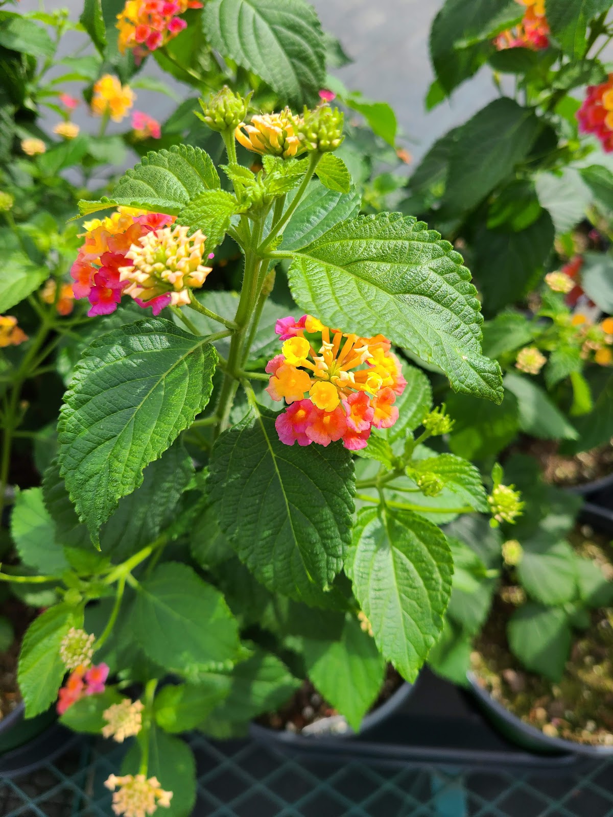 Greene's Nursery & Garden Center