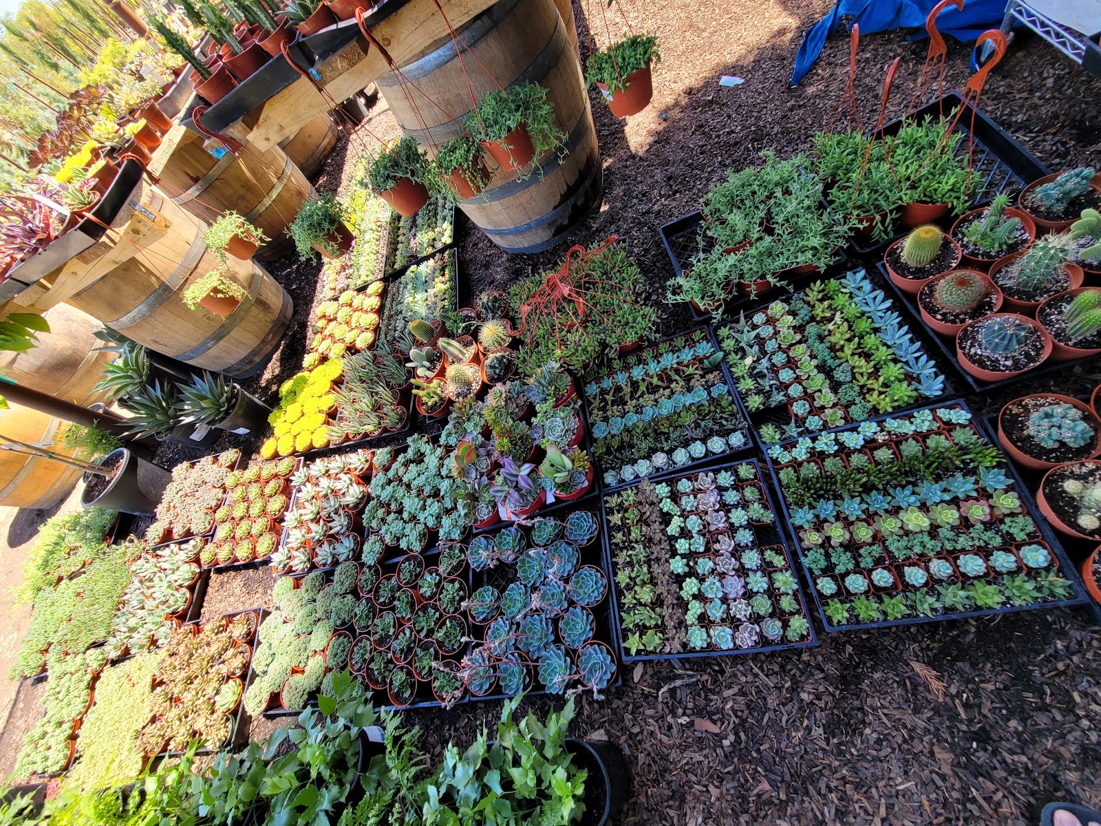 GreenHouse Bloom Nursery