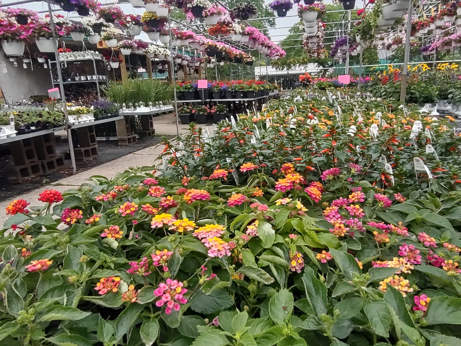 Greenhouse Gardens
