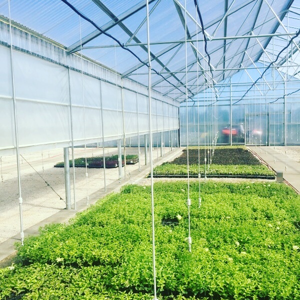 Greenhouse Specialists Northwest