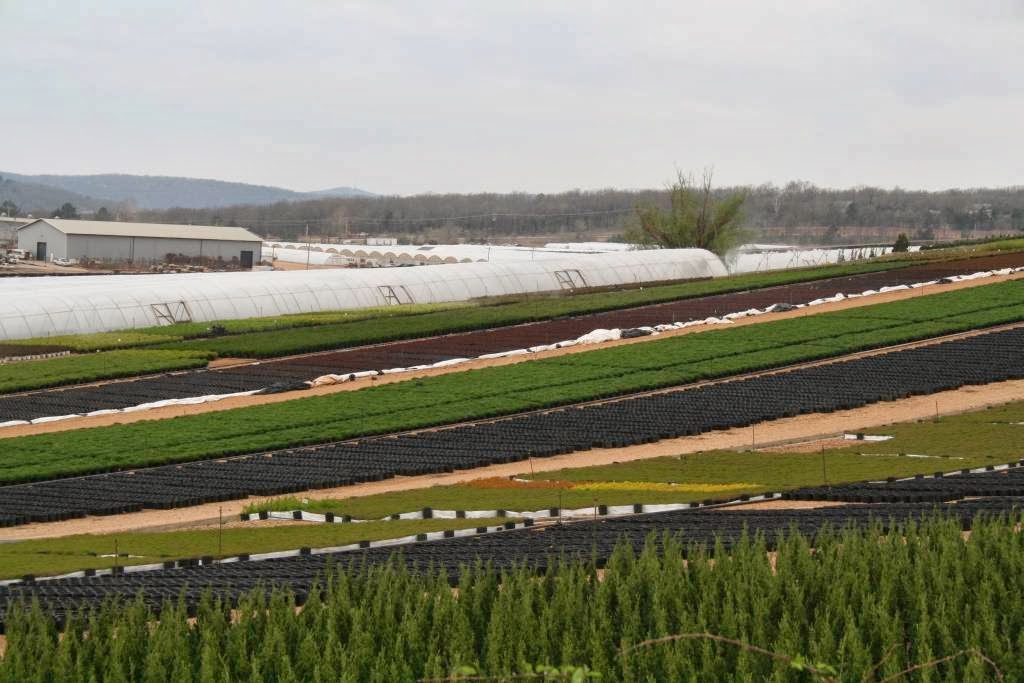 Greenleaf Nursery Co