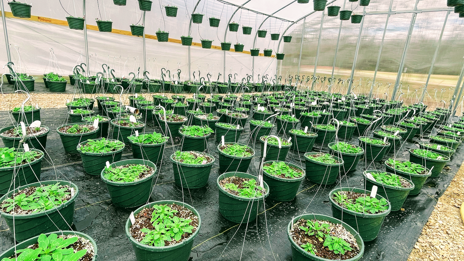 Greenwood Plants