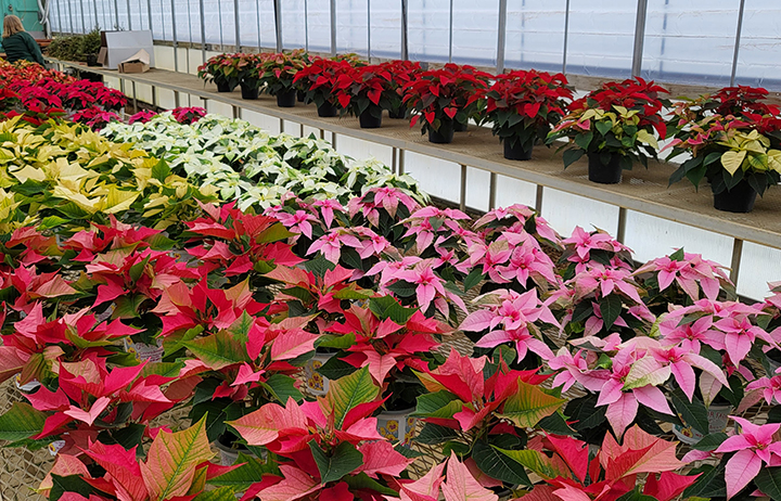 Gregor Farm & Greenhouse Inc