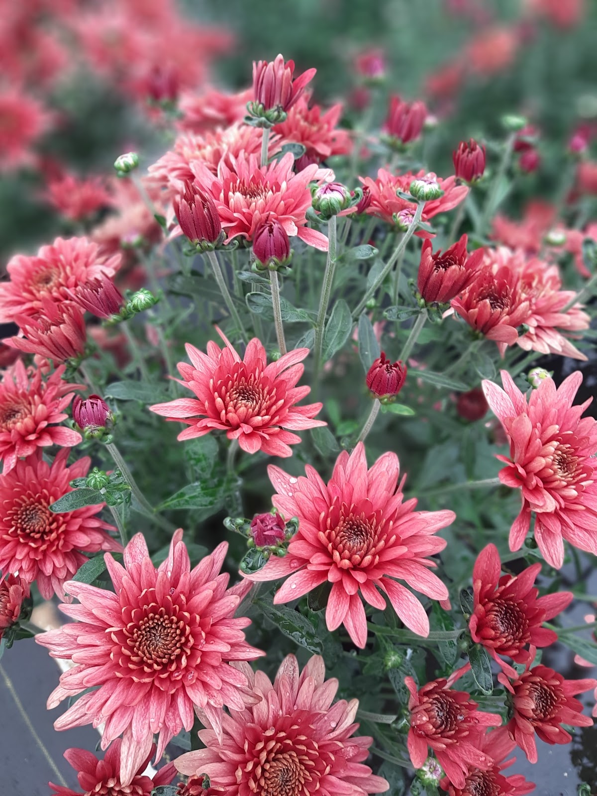 Griffiths Greenhouse