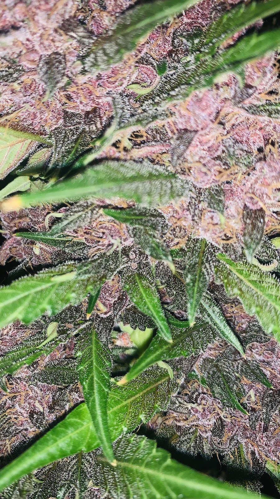 Gro Up Gardening Champaign