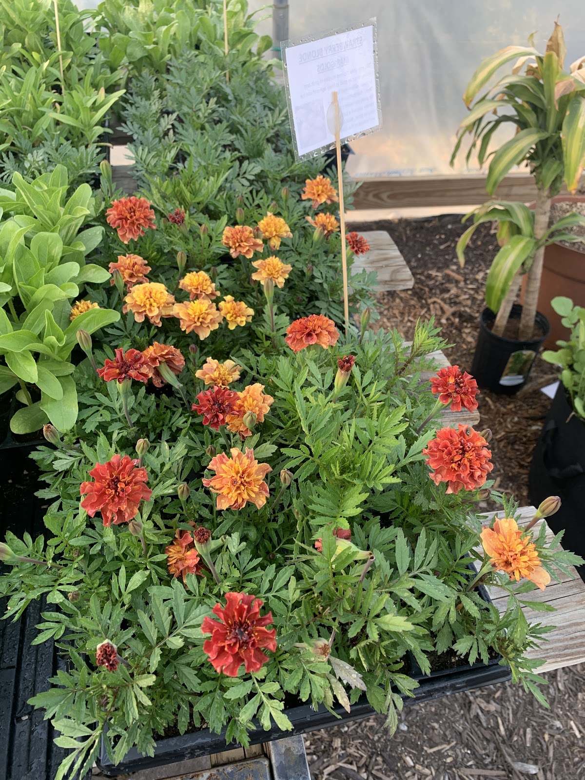 Grow With Me Gardens
