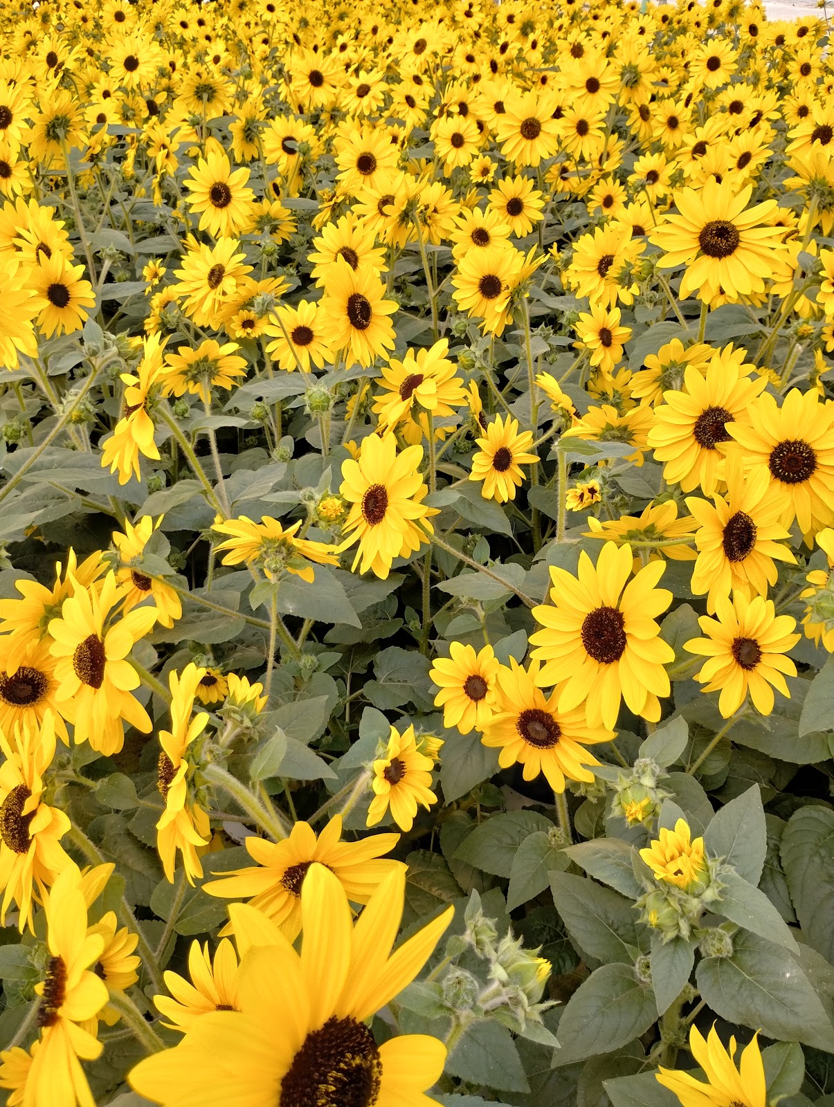 Grower Direct Farms, Inc