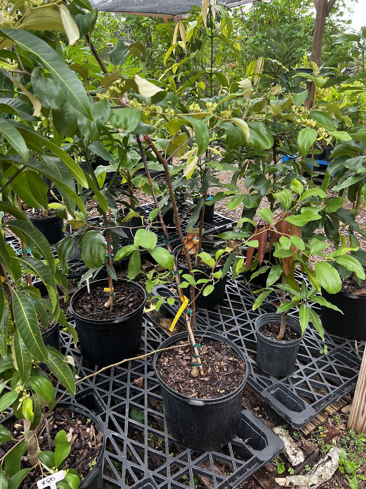 Growing Together Nursery LLC