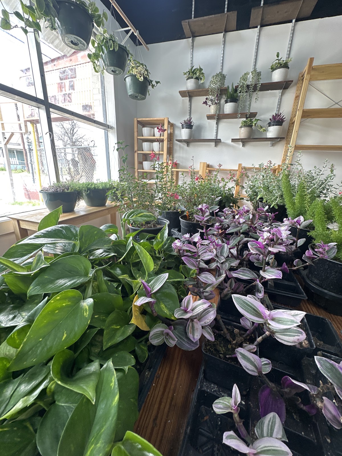 Growing Tx Greens Emporium
