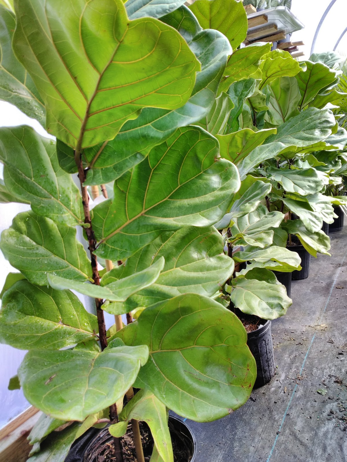 Growing Wild Greenhouse