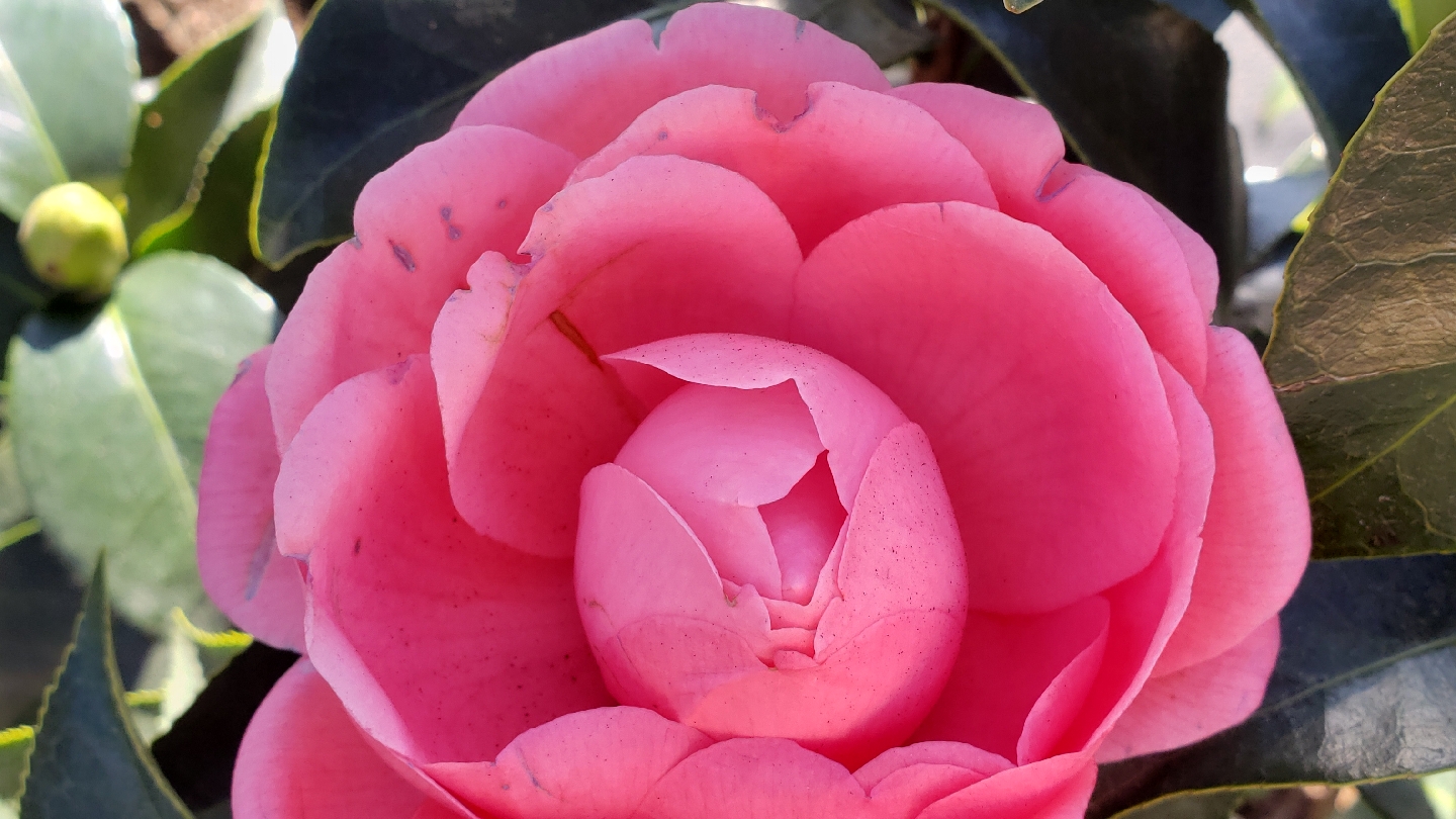 Guilford Garden Center (Milner Dr Location)