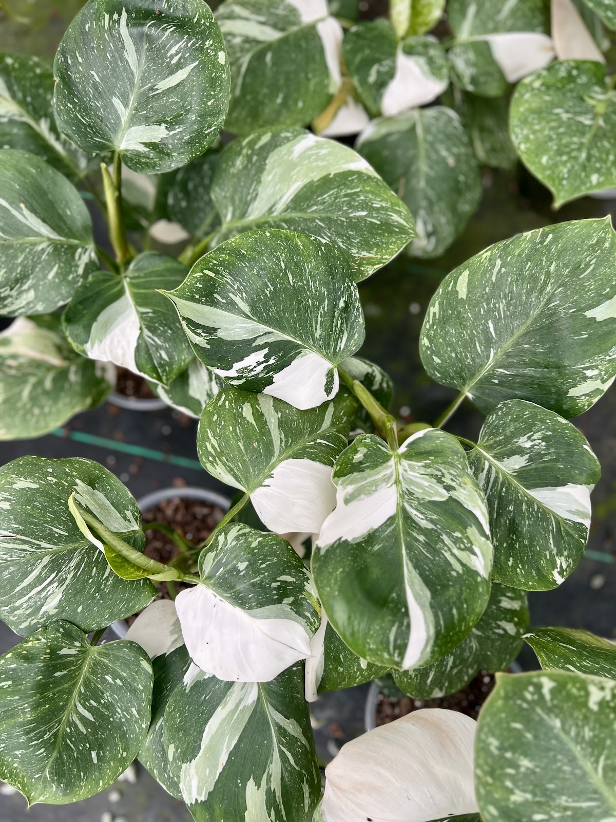 Gunters Greenhouse