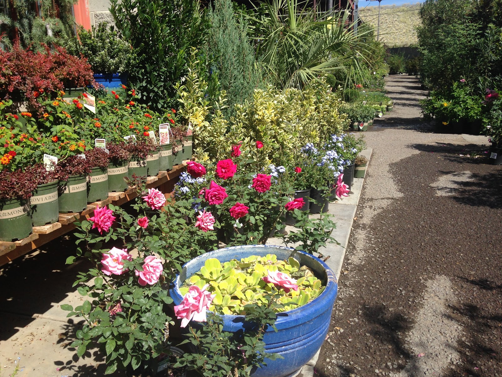 Guzman's Garden Centers