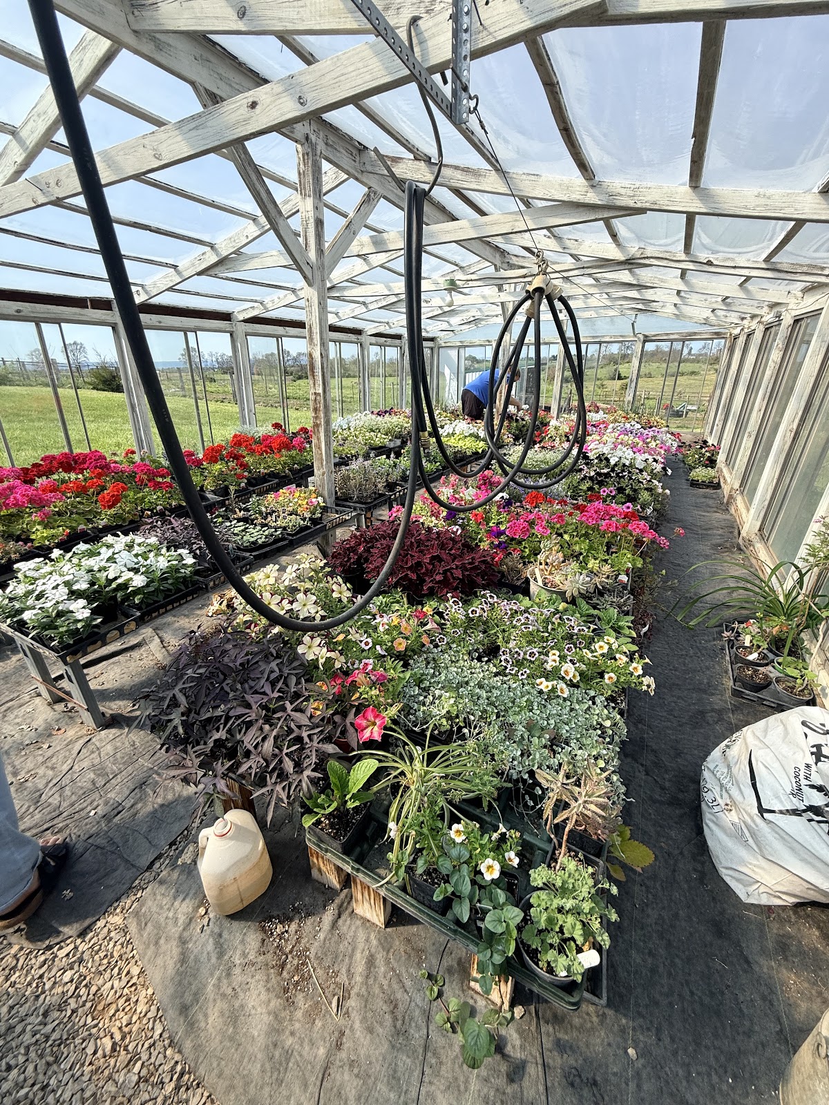 H & M Greenhouse
