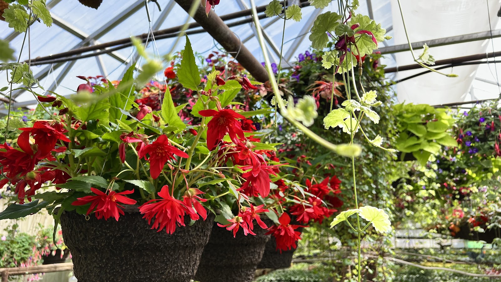 Haase's Greenhouse