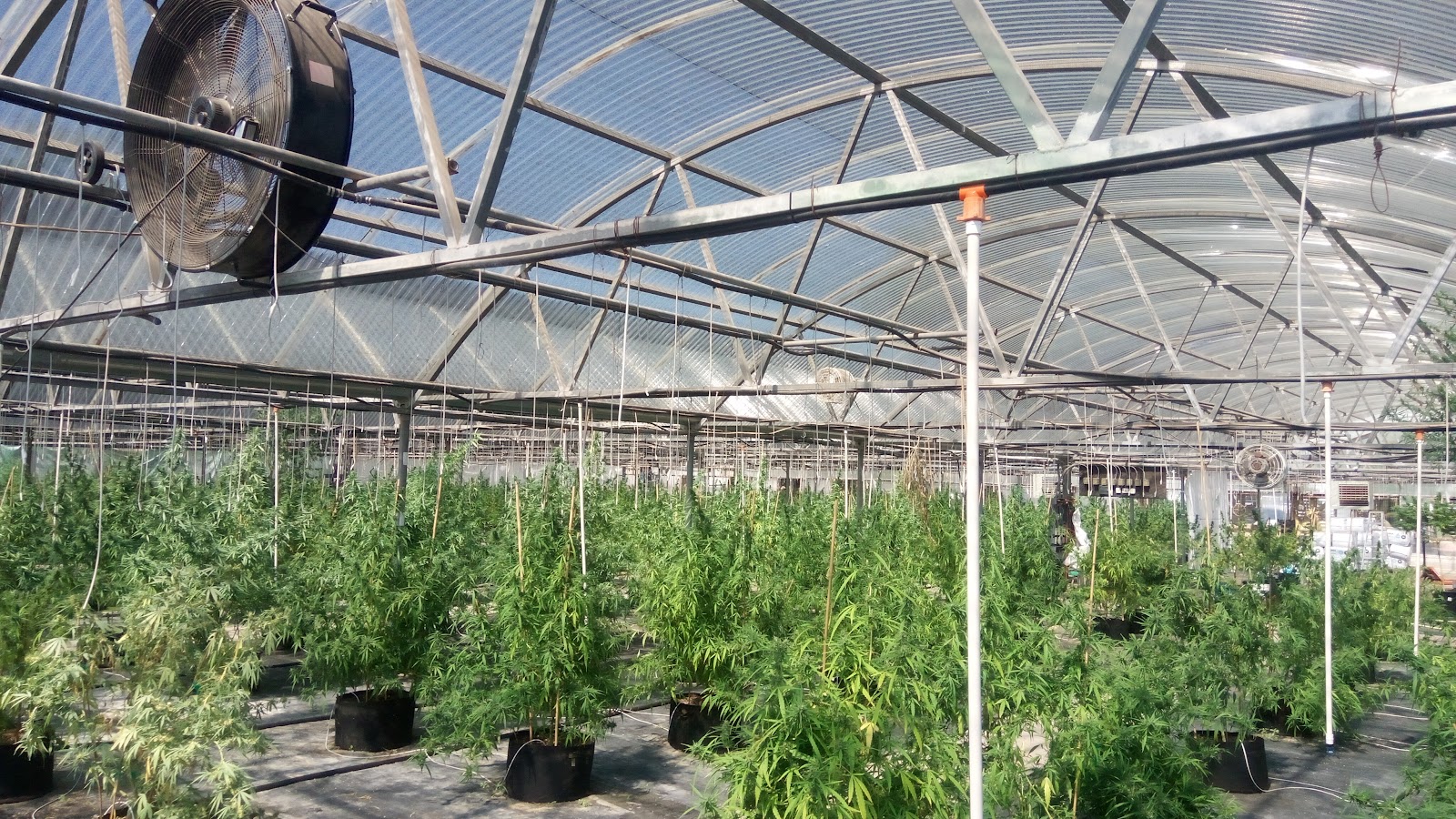 Halcyon Hemp LTD