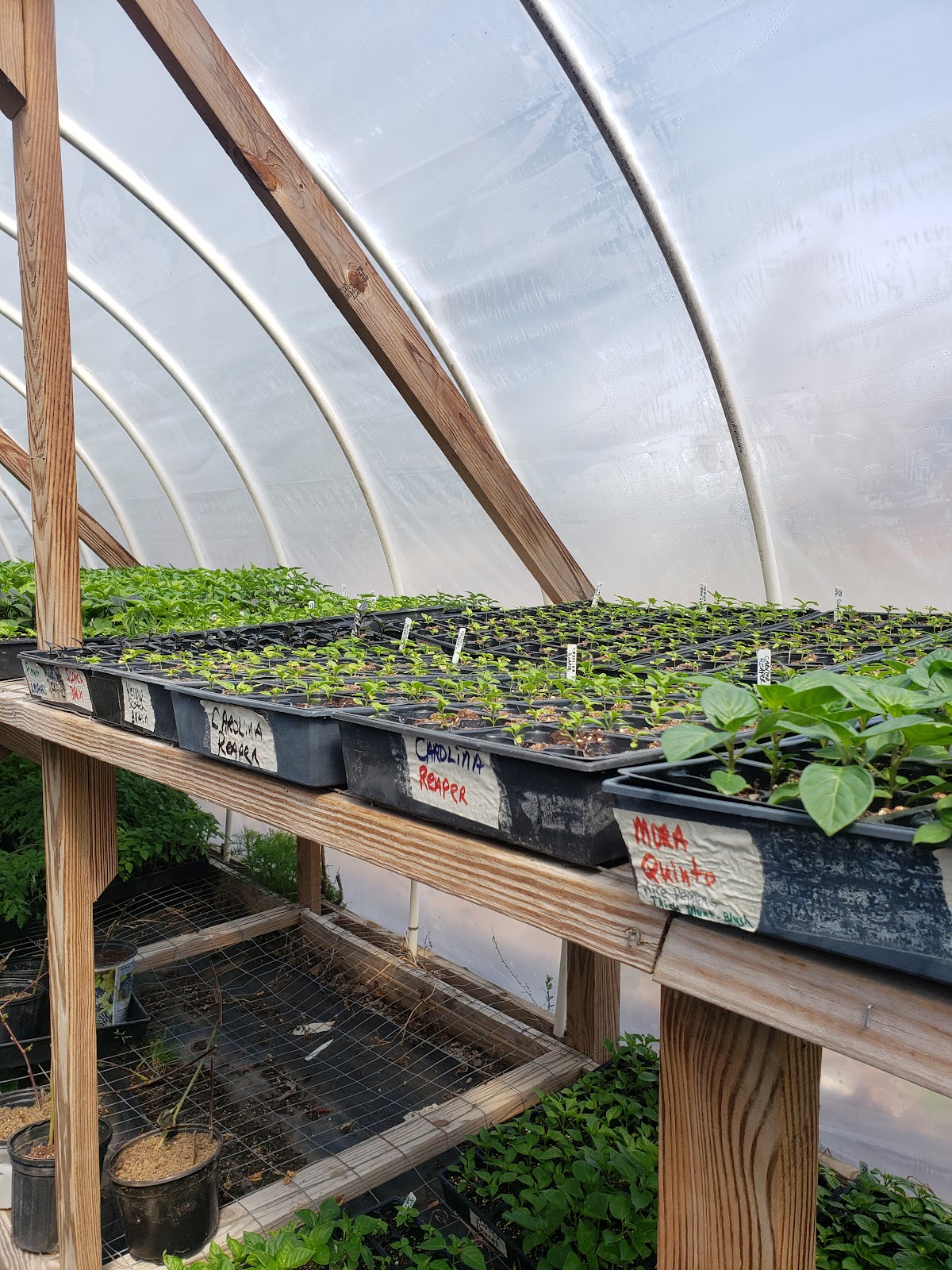Hamm's Greenhouse