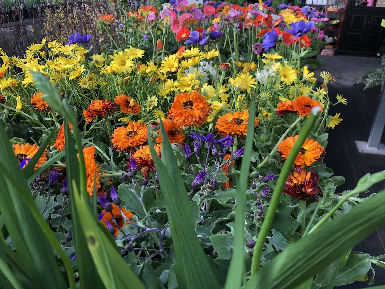Harding Nursery