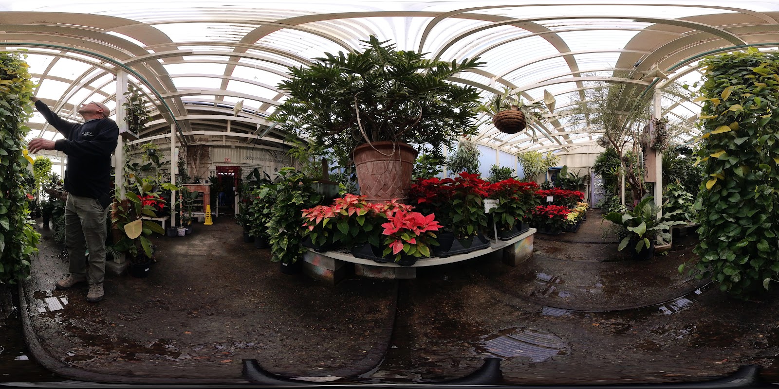 Harolds Indoor Outdoor Plants