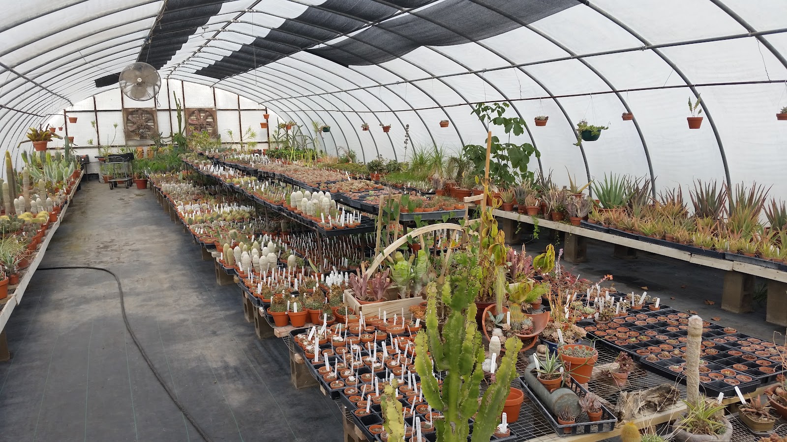 Harvey's Greenhouse